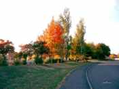 Autumn in Nelson Road